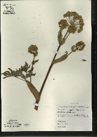 Angelica atropurpurea image