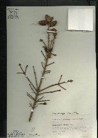 Picea mariana image