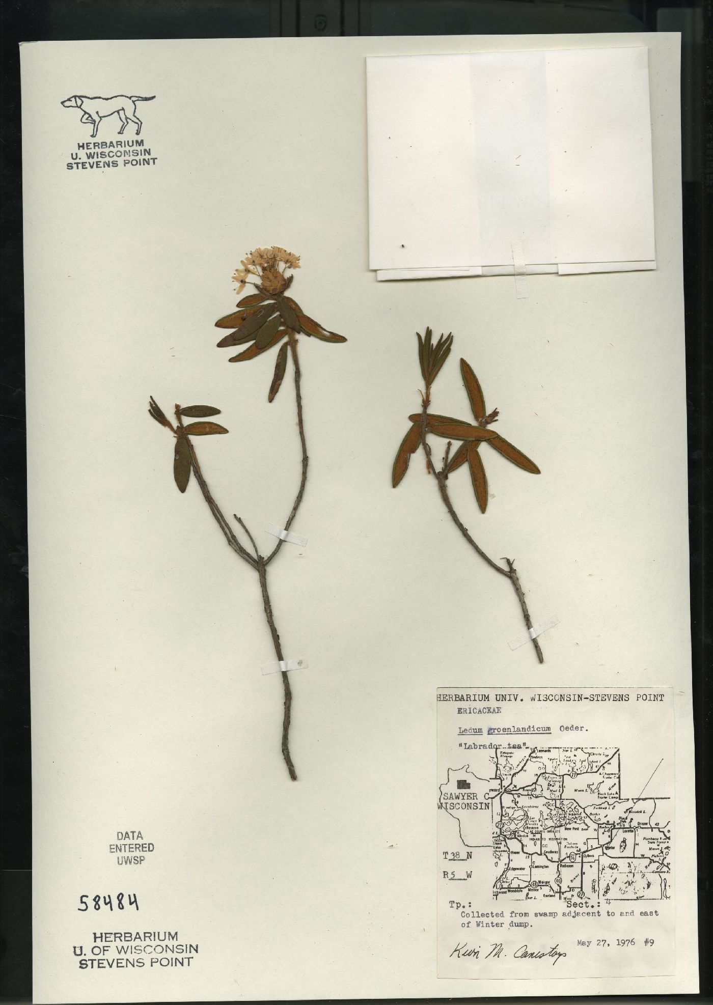 Rhododendron groenlandicum image