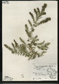 Ceratophyllum demersum image