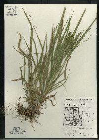 Panicum capillare subsp. capillare image