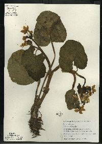 Caltha palustris image