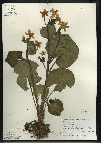 Caltha palustris image