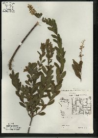 Spiraea alba image