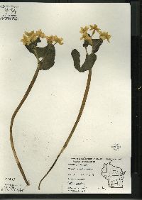 Caltha palustris image