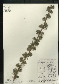 Larix laricina image