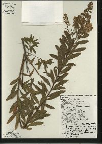 Spiraea alba image