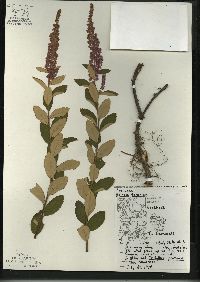 Spiraea tomentosa image