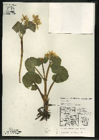 Caltha palustris image