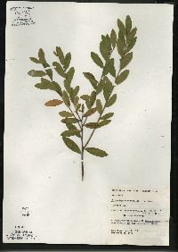 Chamaedaphne calyculata image