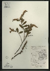 Chamaedaphne calyculata image