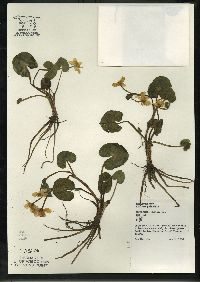 Caltha palustris image