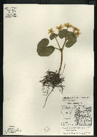 Caltha palustris image