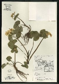 Caltha palustris image