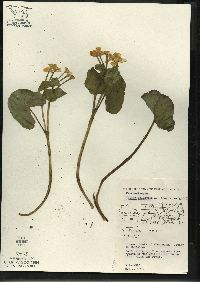 Caltha palustris image