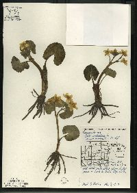 Caltha palustris image