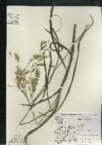 Bromus pubescens image