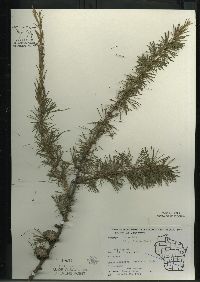 Larix laricina image