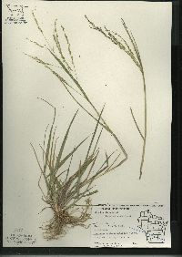 Panicum dichotomiflorum subsp. dichotomiflorum image