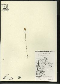 Utricularia cornuta image