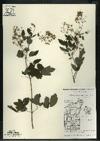 Thalictrum dasycarpum image