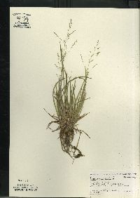 Poa alsodes image