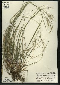 Schizachne purpurascens image