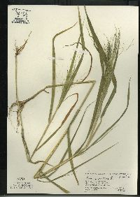 Panicum capillare subsp. capillare image