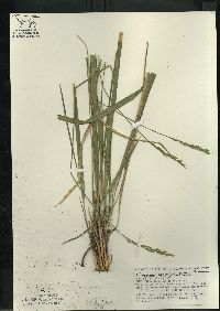 Oryzopsis asperifolia image