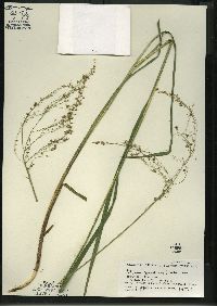 Glyceria canadensis image