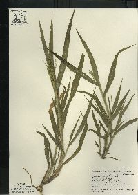 Panicum capillare subsp. capillare image
