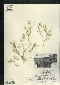 Eragrostis hypnoides image