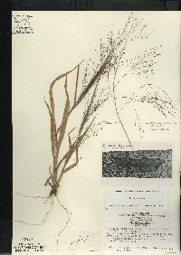 Panicum capillare subsp. capillare image