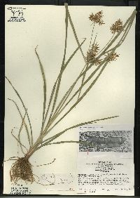 Cyperus esculentus var. leptostachyus image