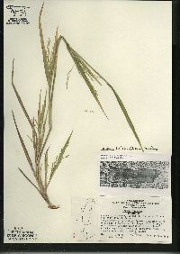 Panicum dichotomiflorum subsp. dichotomiflorum image