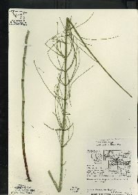 Equisetum fluviatile image