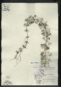 Bidens beckii image