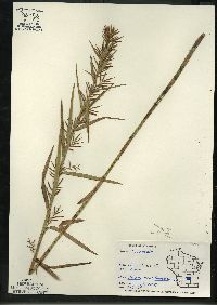 Dulichium arundinaceum var. arundinaceum image