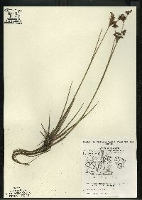 Juncus brevicaudatus image