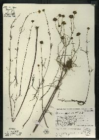 Bidens trichosperma image