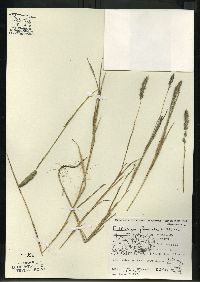 Muhlenbergia glomerata image