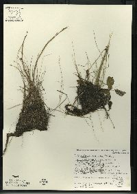 Utricularia cornuta image