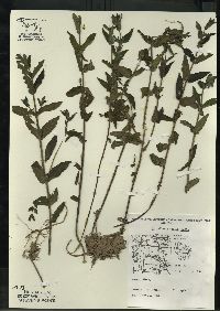 Scutellaria galericulata image