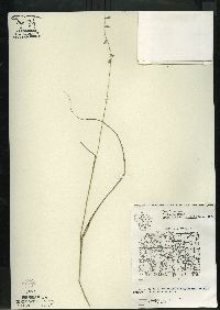 Bouteloua curtipendula var. curtipendula image