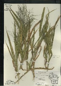 Panicum capillare subsp. capillare image