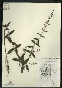 Scutellaria galericulata image