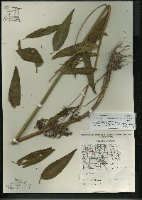 Asclepias incarnata subsp. incarnata image