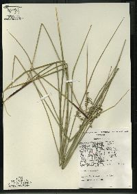 Juncus filiformis image