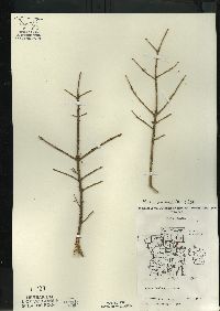 Picea mariana image