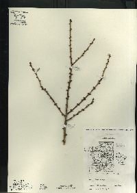 Larix laricina image